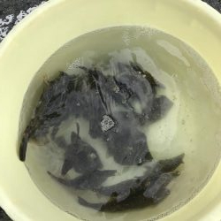 風強波高カワハギ大漁