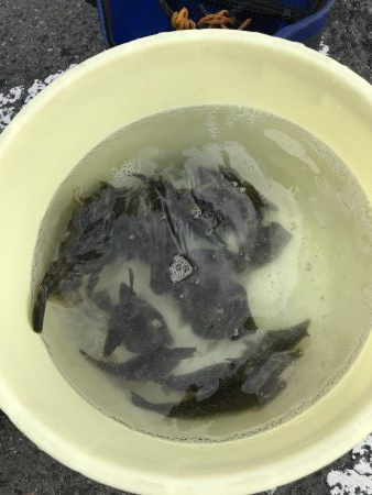 風強波高カワハギ大漁