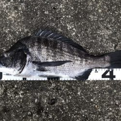 イチノ兄弟、釣果！