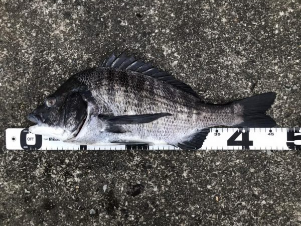 イチノ兄弟、釣果！