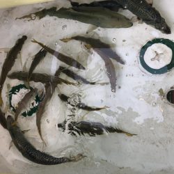 バチコンからのジギング