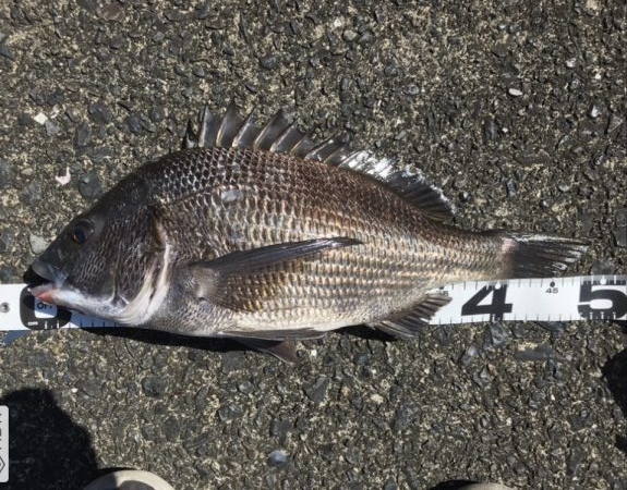 イチノ兄弟、釣果！