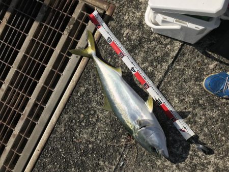 Gotoフィッシング