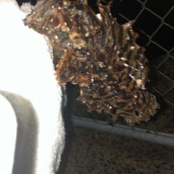 雨降りまでロックフィッシング