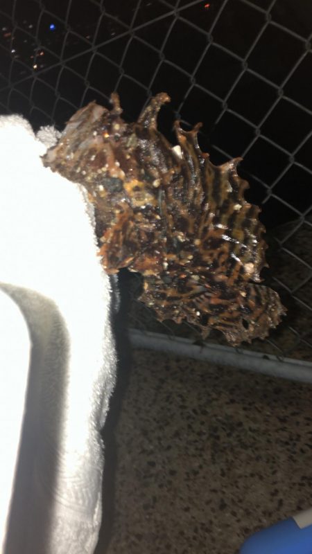 雨降りまでロックフィッシング