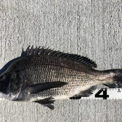 イチノ兄弟、釣果！