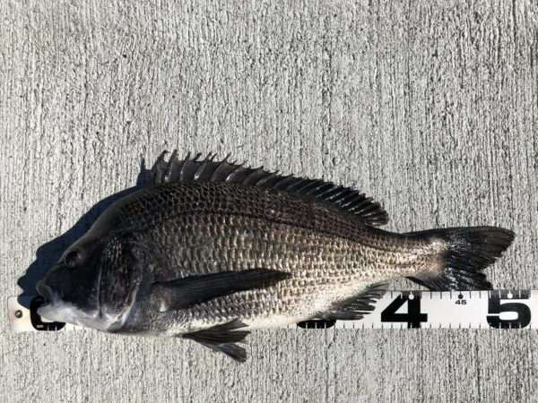 イチノ兄弟、釣果！