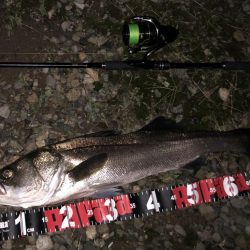 円山川シーバス