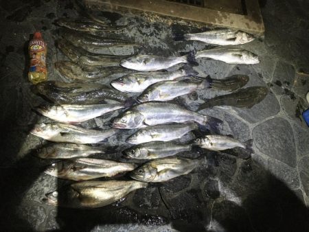 シーバスandマゴチ祭り