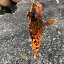 爆風ショアジギング+α