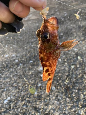 爆風ショアジギング+α