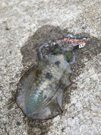 秋イカシーズン