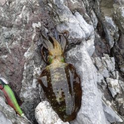 イカの気持ち２