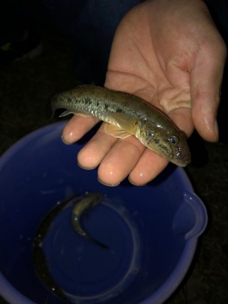 淀川のハゼ釣り