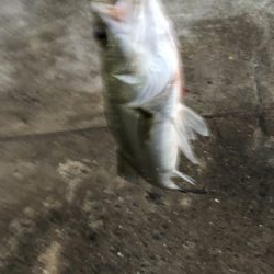 釣り人多いです、