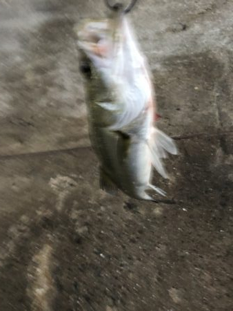 釣り人多いです、