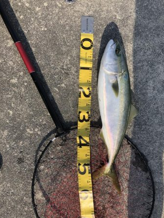 生き餌に勝るものなし