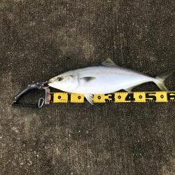 舞洲、青物で湧く!