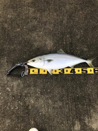 舞洲、青物で湧く！