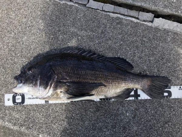 イチノ兄弟、釣果！