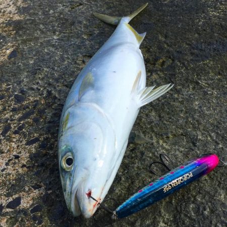 秋のトップ青物