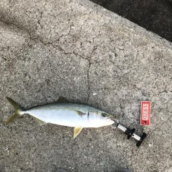 10月12日神戸トップで青物