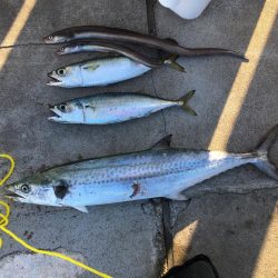 3目達成！秋は魚影濃い！