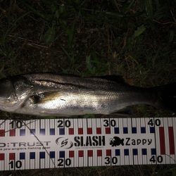 円山川シーバス