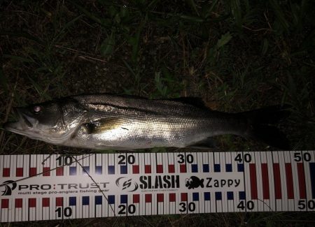 円山川シーバス