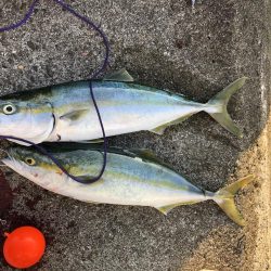 阿南でショアジギ