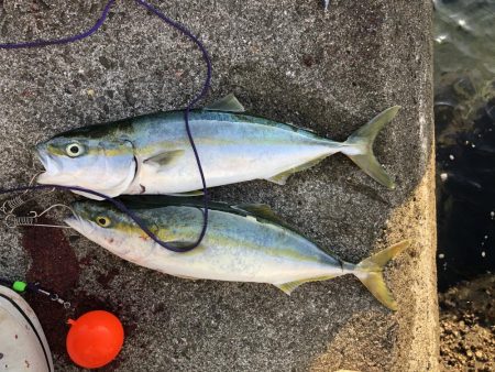 阿南でショアジギ