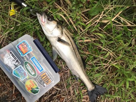 シーバス釣りパート3