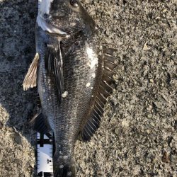 イチノ兄弟、釣果!