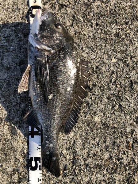 イチノ兄弟、釣果！