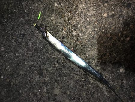 太刀魚絶滅危惧種？