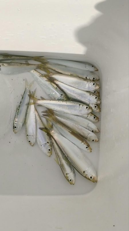 なかなか釣れないサッパ