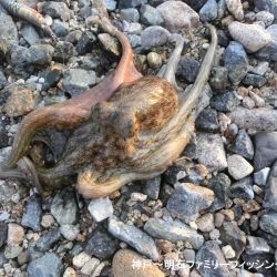 息子のエギングデビューはタコのオマケ付き