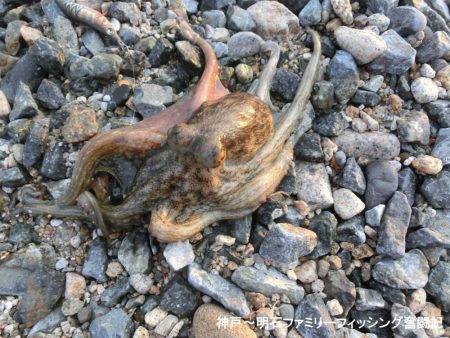 息子のエギングデビューはタコのオマケ付き