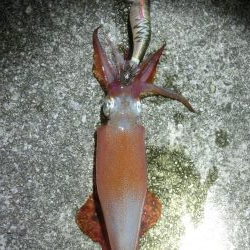 この時期にケンサキイカ