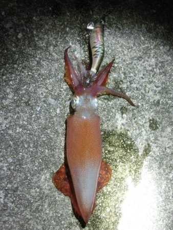 この時期にケンサキイカ