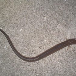 久しぶりの釣り