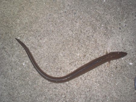 久しぶりの釣り