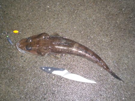 家族で五目釣り