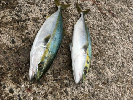 一瞬の地合い、仕掛け変更でタチウオ