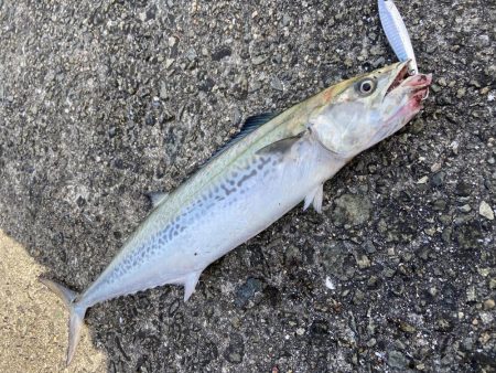 メジロリベンジ