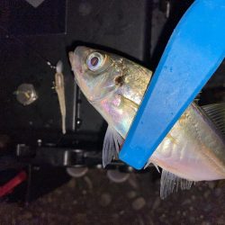 寒さ堪えるアジング