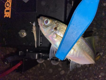 寒さ堪えるアジング