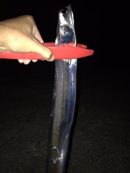 太刀魚調査1