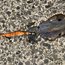 大荒れエギング