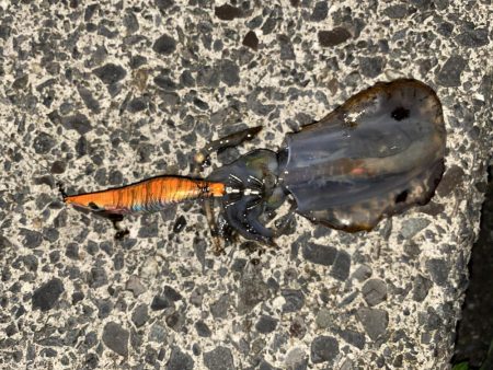 大荒れエギング